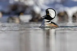 Anas Prints: Male hooded merganser (Lophodytes cucullatus) in winter
