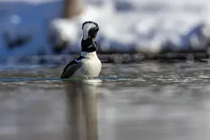 Anas Prints: Male hooded merganser (Lophodytes cucullatus) in winter