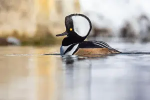 Anas Prints: Male hooded merganser (Lophodytes cucullatus) in winter