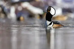Anas Prints: Male hooded merganser (Lophodytes cucullatus) in winter