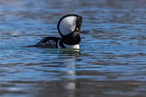 Anas Prints: Male hooded merganser (Lophodytes cucullatus) in winter