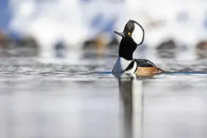Anas Prints: Male hooded merganser (Lophodytes cucullatus) in winter