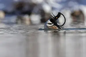 Anas Prints: Male hooded merganser (Lophodytes cucullatus) in winter