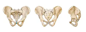 Anterior Prints: Male Human pelvis and sacrum bones posterior