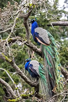 Peafowl Prints: Male Indian peafowl or blue peafowl (Pavo cristatus) - Beacon Hill Park - Victoria