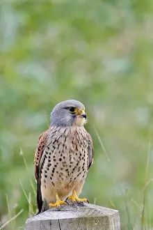 Animal Behaviour Prints: Male kestrel