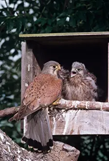 Nest Prints: male Kestrel Falco tinnunculus and young in nesting box