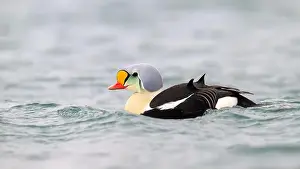 Sea Duck Prints: Male king eider (Somateria spectabilis) in water