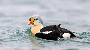 Sea Duck Prints: Male king eider (Somateria spectabilis) in water