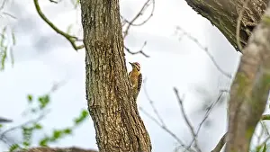 Woodpecker Prints: A Male Ladder Backed Woodpecker on a Tree in the Santa Ana National Widllife Reserve in Texas
