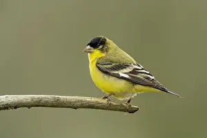 Perching Birds Prints: male Lesser Goldfinch (Spinus psaltria) perched on a back yard twig