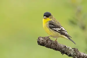 Perching Birds Prints: male Lesser Goldfinch (Spinus psaltria) perched on a back yard twig