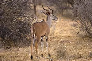 Wildlife Safari Prints: male lesser kudu