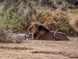 Namibia Prints: A male Lion with a Gemsbok kill in the Namibian savanna