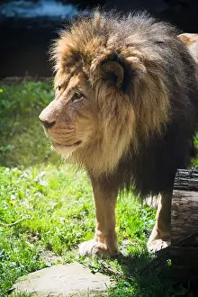 Portland Prints: A male lion at the Oregon Zoo at Portland Oregon, USA