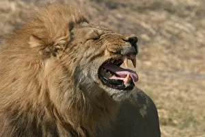 Botswana Prints: Male lion roaring as part of a bonding ritual with another male before they both fight with a female from another pride