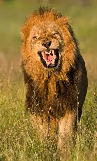 Mane Prints: Male lion roaring, Greater Kruger National Park, South Africa