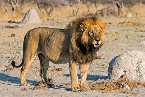 Botswana Prints: A male lion watching at Nxai Pan, Botswana