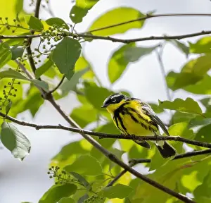 Migratory Bird Prints: Male Magnolia Warbler in a green leafy habitat in spring in Ontario
