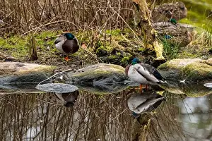 Spring Park Prints: Male mallard Anas platyrhynchos resting in a pond
