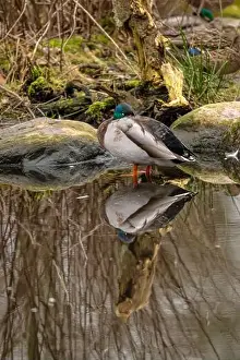 Spring Park Prints: Male mallard Anas platyrhynchos resting in a pond