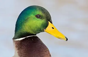 Mallard Duck Prints: Male mallard duck drake closeup along the Ottawa river in Canada