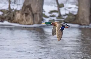 Mallard Duck Prints: Male mallard duck drake in flight over the Ottawa river in Canada