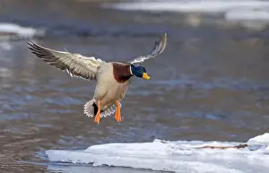 Mallard Prints: Male mallard duck drake in flight over the Ottawa river in Canada