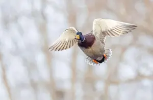 Drake Prints: Male mallard duck drake in flight over the Ottawa river in Canada