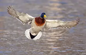 Drake Prints: Male mallard duck drake in flight over the Ottawa river in Canada