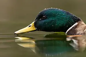 Platyrhynchos Prints: A Male Mallard duck from water level in Victoria, British Columbia, Canada