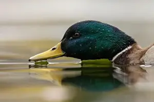 Droplets Prints: A Male Mallard duck from water level in Victoria, British Columbia, Canada