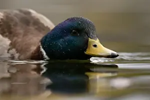 Droplets Prints: A Male Mallard duck from water level in Victoria, British Columbia, Canada