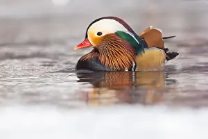 Laval Prints: Male Mandarin duck (Aix galericulata) in winter