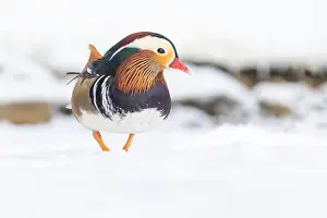Laval Prints: Male Mandarin duck (Aix galericulata) in winter