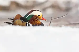 Laval Prints: Male Mandarin duck (Aix galericulata) in winter