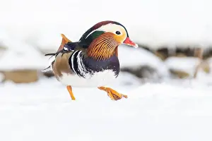 Laval Prints: Male Mandarin duck (Aix galericulata) in winter