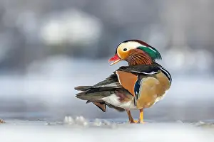 Laval Prints: Male Mandarin duck (Aix galericulata) in winter