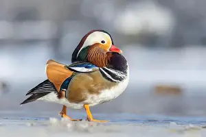 Laval Prints: Male Mandarin duck (Aix galericulata) in winter