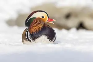Laval Prints: Male Mandarin duck (Aix galericulata) in winter