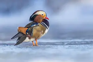 Male Mandarin duck (Aix galericulata) in winter