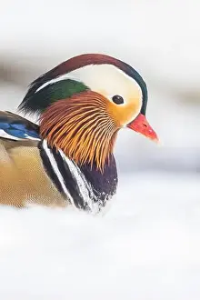Laval Prints: Male Mandarin duck (Aix galericulata) in winter
