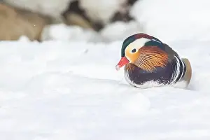 Laval Prints: Male Mandarin duck (Aix galericulata) in winter