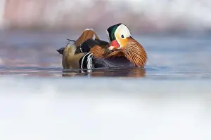 Laval Prints: Male Mandarin duck (Aix galericulata) in winter