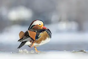 Laval Prints: Male Mandarin duck (Aix galericulata) in winter