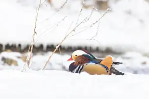 Laval Prints: Male Mandarin duck (Aix galericulata) in winter