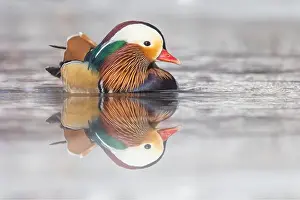 Laval Prints: Male Mandarin duck (Aix galericulata) in winter