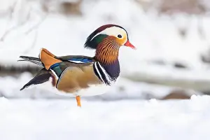 Laval Prints: Male Mandarin duck (Aix galericulata) in winter