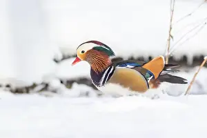 Laval Prints: Male Mandarin duck (Aix galericulata) in winter
