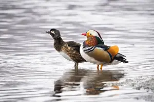 Animal Wing Prints: Male mandarin duck, escaped from a farm, mating with a wild female wood duck